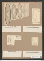 Navicula alpina W. Sm. (de-Toni-Nr.: Genus 1, Species 25) Zeichnungen Sammlung Grunow Nr. 63 (NHMW-BOT-W0366258)